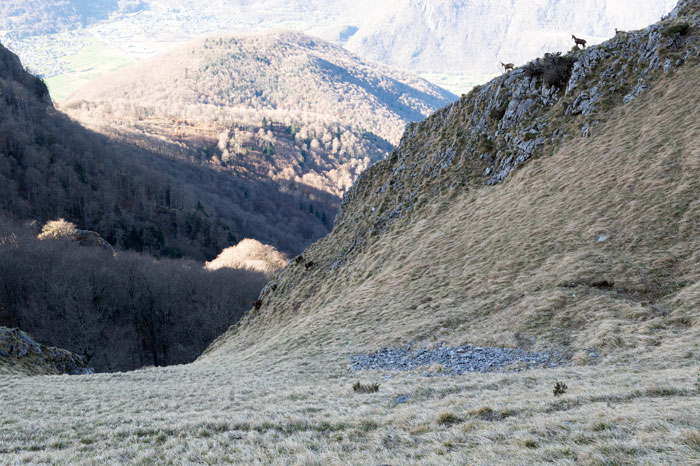 Izarts sur les crètes du pic du Gar