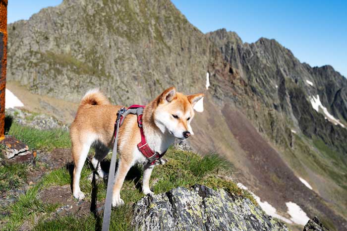 Shiba en randonnée dans les Pyrénées - Escalette
