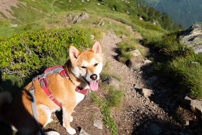 Shiba en randonnée à la vallée du Lys